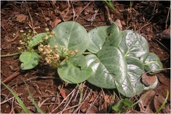 Tylophora rotundifolia